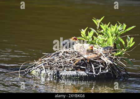 Den Helder, pays-Bas. 3 juin 2023. Jeunes coots sur le nid avec mère Banque D'Images