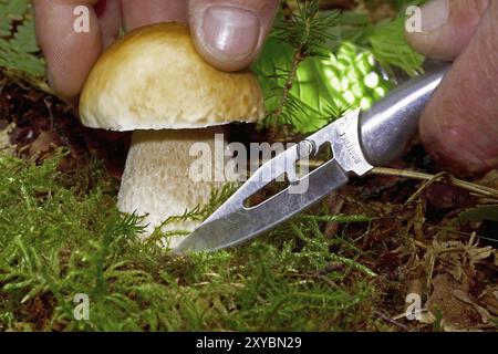 Champignons en pierre magnifique dans la forêt de mousse et de fougère Banque D'Images