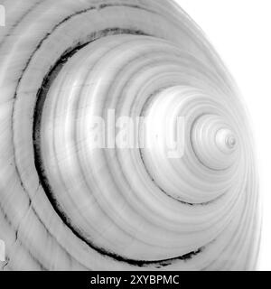 Une photo abstraite en gros plan d'une conque sur un fond blanc en noir et blanc, avec l'accent sur la forme des lignes, la texture et la forme Banque D'Images