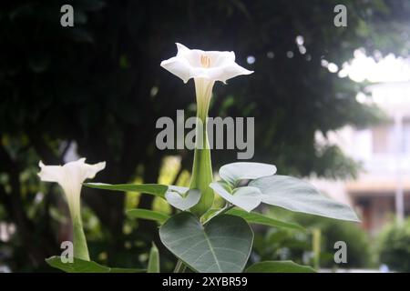 Fleur de trompette du diable (Datura metel) avec feuillage vert. Banque D'Images