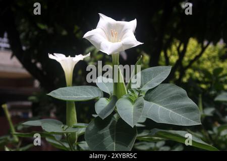 Fleur de trompette du diable (Datura metel) avec feuillage vert. Banque D'Images