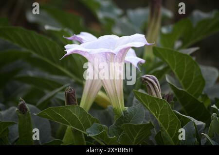 Fleur de trompette du diable (Datura metel) avec feuillage vert. Banque D'Images