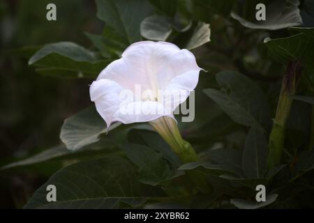 Fleur de trompette du diable (Datura metel) avec feuillage vert. Banque D'Images