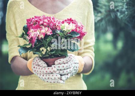 Croiser la femelle dans une robe jaune décontractée et des gants de jardin tenant pot avec fleurs roses en fleur sur fond de feuillage vert Banque D'Images