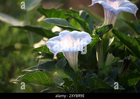 Fleur de trompette du diable (Datura metel) avec feuillage vert. Banque D'Images