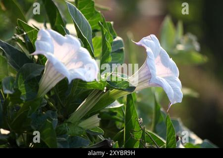 Fleur de trompette du diable (Datura metel) avec feuillage vert. Banque D'Images