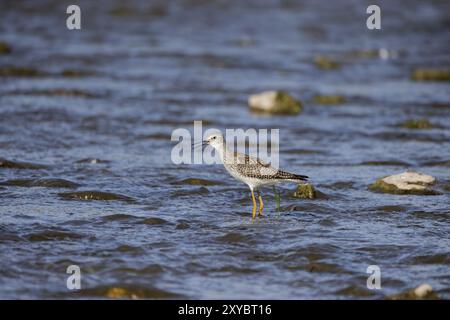 Les échassiers ou les oiseaux de rivage se retrouvaient généralement à patauger le long des rivages et des vasières afin de chercher de la nourriture rampant ou creusant dans la boue et le sable, usuellement Banque D'Images