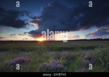 Tempête dramatique et coucher de soleil sur les marais avec la floraison de bruyère Banque D'Images