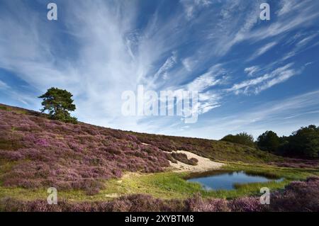 Dunes et prairies à Rheden couvertes de Calluna vulgaris fleuri, bruyère Banque D'Images