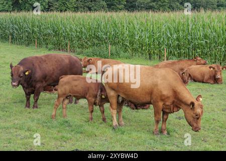 Troupeau de vaches debout et couché dans un pré à côté d'un champ de maïs, borken, muensterland, allemagne Banque D'Images