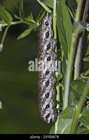 chenille de fauchette d'onagre, Proserpinus proserpina, fauchette de gueule, chenille Banque D'Images