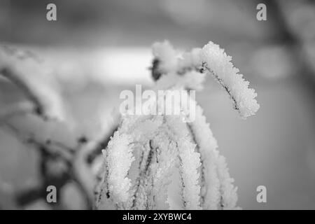 Des cristaux de glace se forment sur les branches et gèlent dans toutes les directions. Des formes richement texturées et bizarres ont été créées. Photo d'hiver de la nature Banque D'Images