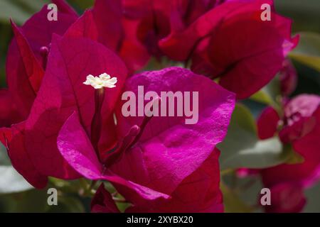 Bougainvilliers, gros plan, dans le jardin Banque D'Images