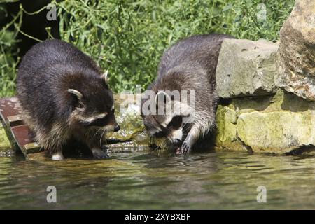 Ratons laveurs Banque D'Images