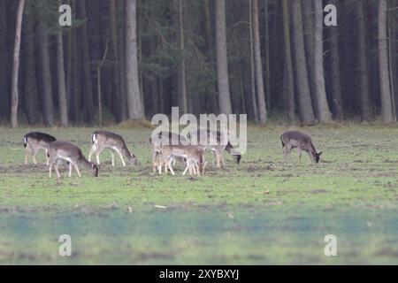 Dama dama (Cervus dama) Banque D'Images