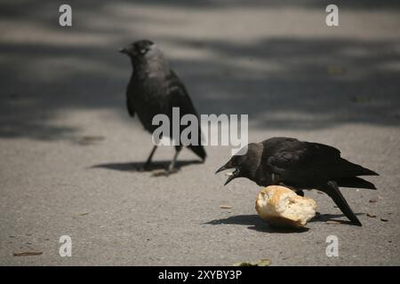 Jackdaw avec petit pain capturé Banque D'Images