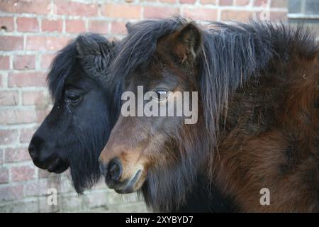 Poneys Shetland Banque D'Images