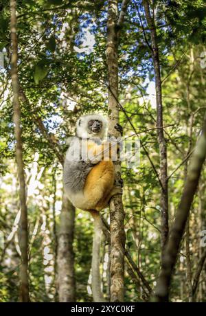 Au milieu d'une forêt tropicale, un lémurien s'accroche à un arbre Banque D'Images