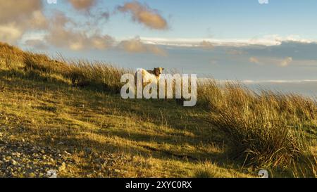 Un mouton dans le soleil du soir près de Treorchy, surplombant la vallée de Ogmore, Mid Glamorgan, Pays de Galles, Royaume-Uni Banque D'Images