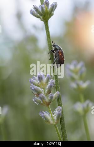coléoptère européen de juin (Amphimallon solstitiale) grimpant sur la plante de lavande tôt le matin couvert de rosée. Gros plan. Amphimallon solstitiale, al Banque D'Images