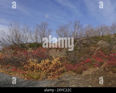 Couleurs d'automne dans le champ de lave de Dimmuborgir sur le lac Myvatn en Islande Banque D'Images