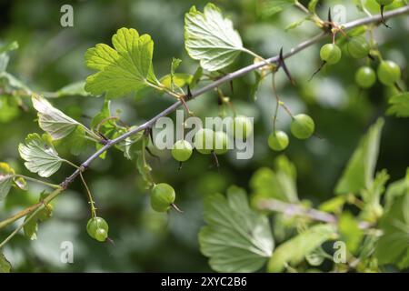 Ribes uva-crispa, la groseille sauvage connue sous le nom de groseille à maquereau ou groseberry européenne, est une espèce d'arbuste à fleurs de la famille des groseilles, les Grossulariaceae. Banque D'Images