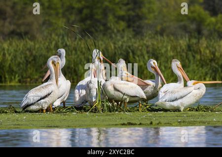 Pélican blanc d'Amérique (Pelecanus erythrorhynchos) après avoir chassé, avalé des poissons dans le Grand lac Michigan Banque D'Images