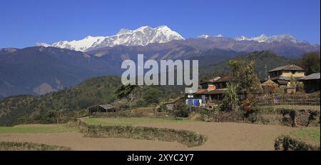 Champs et enneigés chaîne Annapurna. Scène sur le chemin de Ghale Gaun, Népal, Asie Banque D'Images