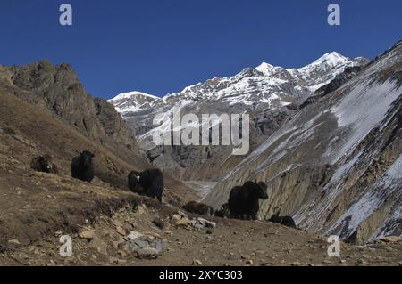 Scène sur le chemin de Thorung la Pass, Népal, Asie Banque D'Images
