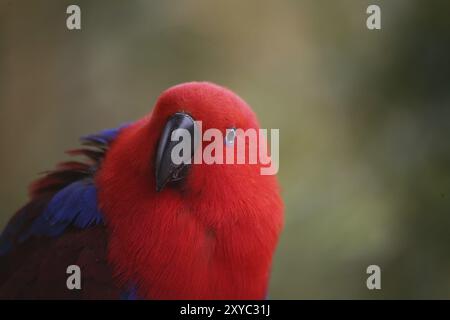 Eclectus roratus (femelle), le mâle est de couleur complètement différente (vert avec flancs rouges et bec supérieur jaune). En raison de ces différents colorati Banque D'Images