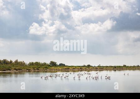 Paysage en Camargue, Sud de la France Banque D'Images