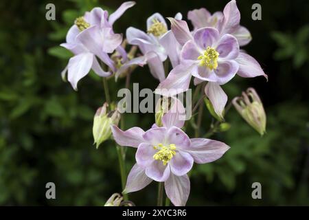 L'ancolie (Aquilegia vulgaris) dans le jardin Banque D'Images