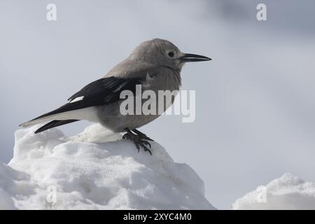 Casse-noisette, casse-noisette de Clark dans la neige Banque D'Images