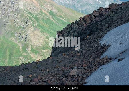 paysage montagneux élevé avec un troupeau de chèvres-antilopes sauvages de montagne au premier plan Banque D'Images