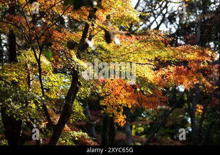 La lumière du soleil filtre à travers une forêt dense, illuminant les feuilles d'automne vibrantes dans les tons orange, jaune et vert. La scène capture le beau serein Banque D'Images