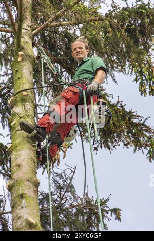 Spécialiste de l'arbre suspendu à corde en épinette fine Banque D'Images