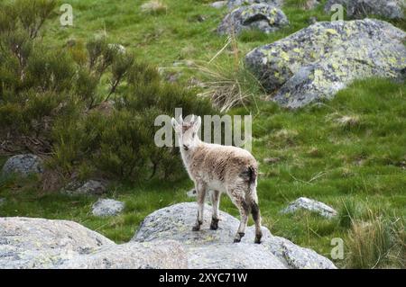 Un jeune bouillon se dresse sur un rocher au milieu d'un paysage verdoyant et vallonné, le bouillon de Gredos (Capra pyrenaica victoriae), le bouillon espagnol (Capra pyrenaica), l'Iber Banque D'Images