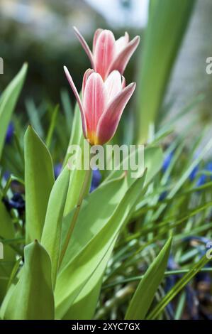 Petites tulipes au début du printemps Banque D'Images