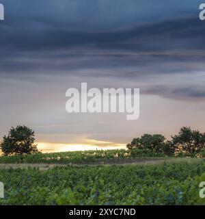 Coucher de soleil et nuages lourds dans les vignes Banque D'Images