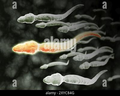 Vue microscopique des spermatozoïdes voyageant Banque D'Images