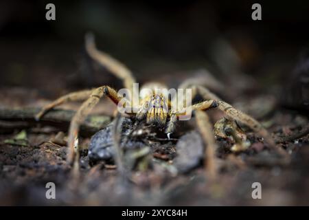 Araignée à peigne Getazi ou araignée banane Getazi (Cupiennius tazi) se trouve sur le sol de la forêt la nuit dans la forêt tropicale, Refugio Nacional de Vida si Banque D'Images