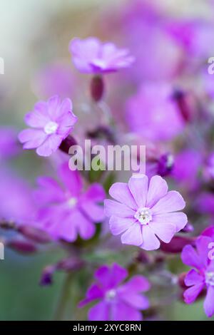 campion rouge (Silene dioica), gros plan Banque D'Images