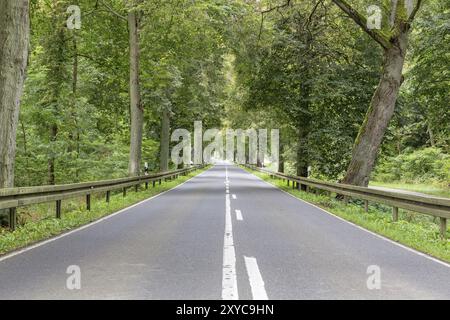 Tree Avenue à Brandebourg, Allemagne, Europe Banque D'Images