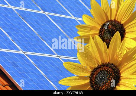 Modules solaires avec tournesols, électricité verte Banque D'Images