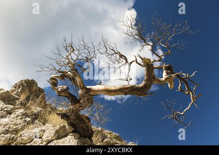 Pin sylvestre mort, Pinus sylvestris (anglais : pin sylvestre), Gotland, Suède, septembre 2013, Europe Banque D'Images