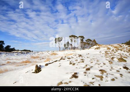 Pins sur la colline de neige au-dessus du ciel bleu, Gueldre Banque D'Images