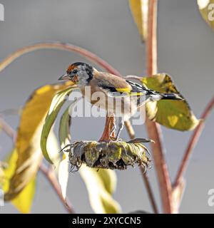 Goldfinch assis sur un vieux tournesol avec des graines entre les tournesols florissants sur un fond vert flou Banque D'Images