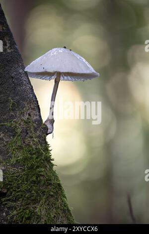 Petit champignon de lait blanc poussant en diagonale à partir d'une branche foncée sur un fond flou Banque D'Images