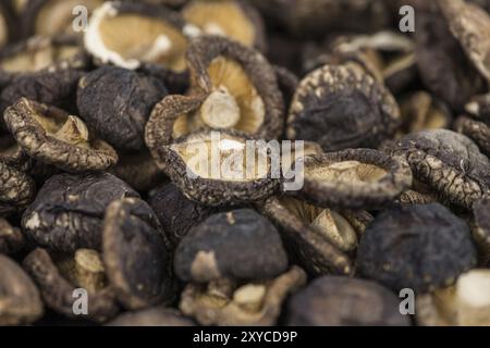 Certains des champignons shiitake (séché) comme détaillé close-up shot, selective focus Banque D'Images