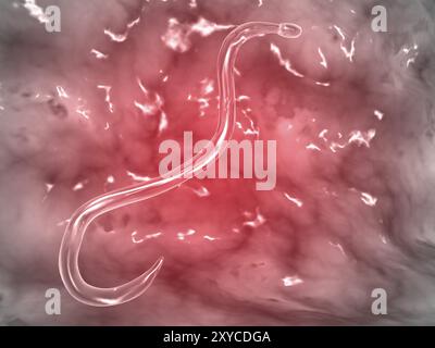 Vue microscopique de l'ankylostome. L'ankylostome est un nématode parasite qui vit dans l'intestin grêle de son hôte, qui peut être un mammifère tel qu'un chien, Banque D'Images